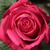 Różowy  - Róża wielkokwiatowa - Hybrid Tea - Miss All-American Beauty